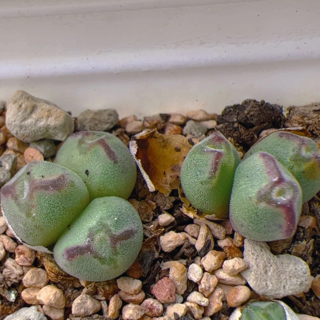 【闪购商品】0000000029丹尼尔猪蹄