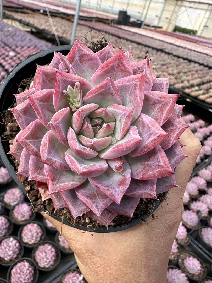 8#乱室佳人多肉植物 前男友精品多肉 SM1229