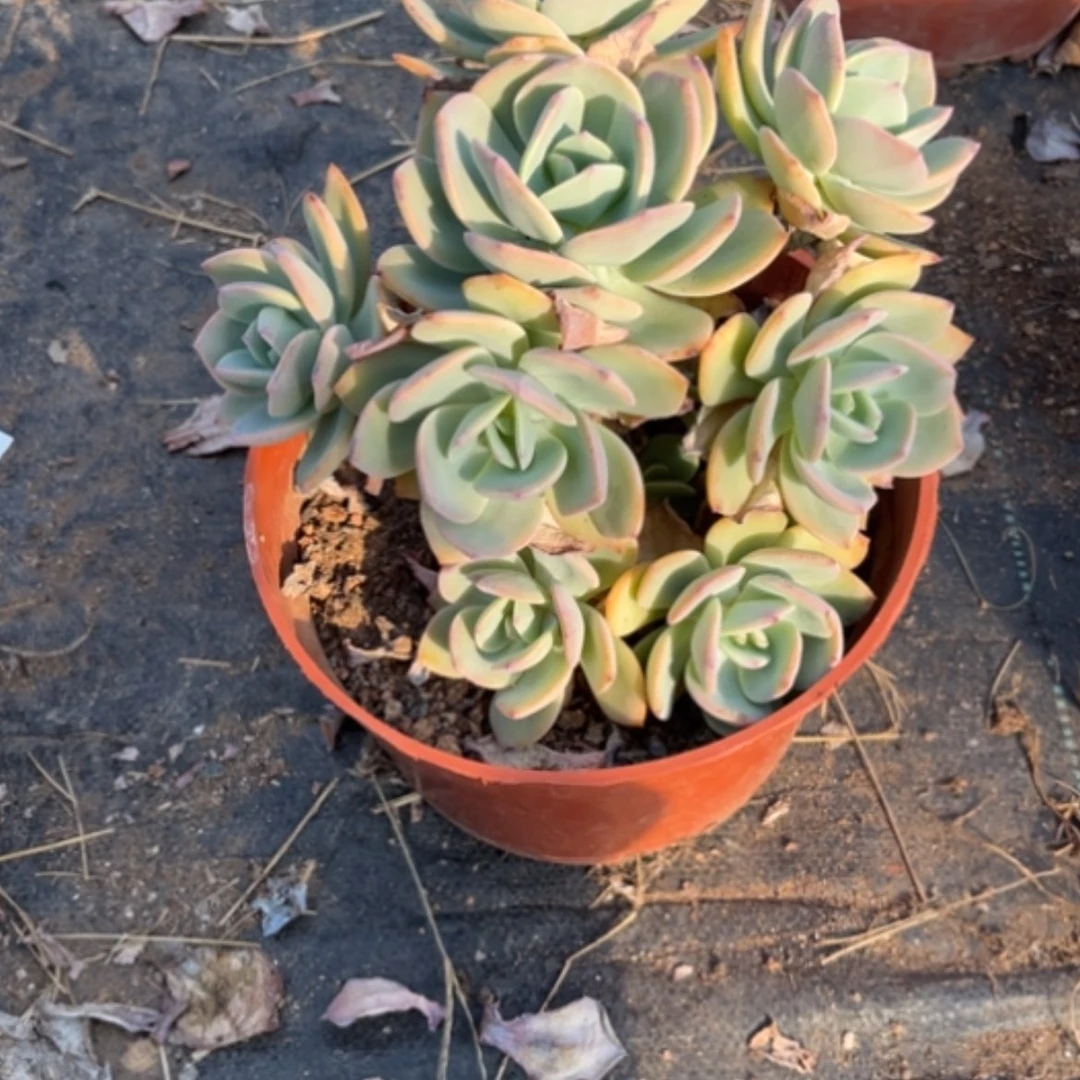 【闪购商品】M**白凤