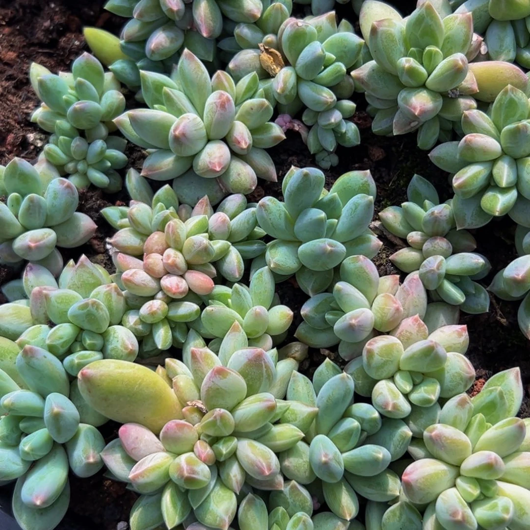 10大小不等大小不等