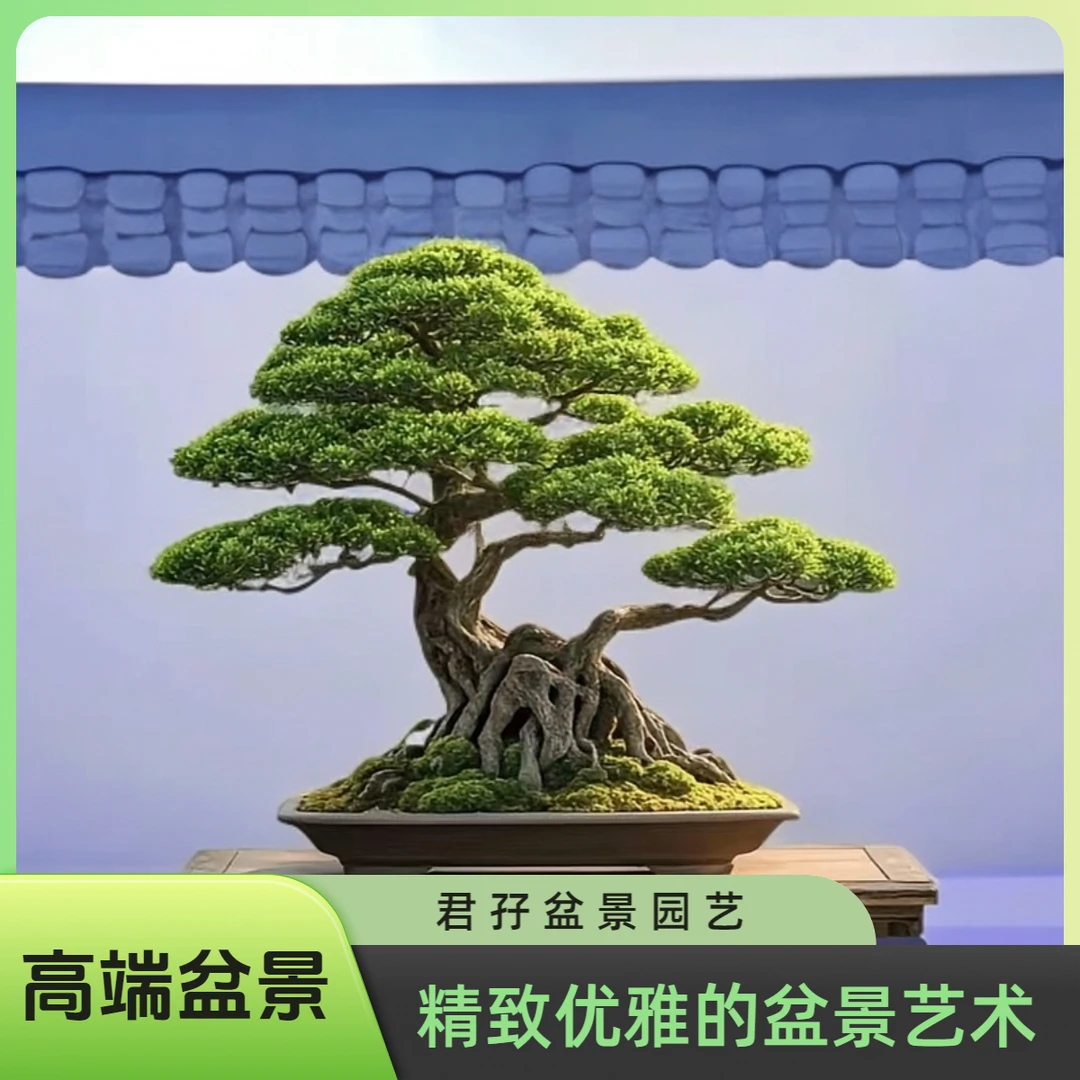 四季常青耐寒室内室内客厅大迎客松植物罗汉松罗汉松绿植盆栽
