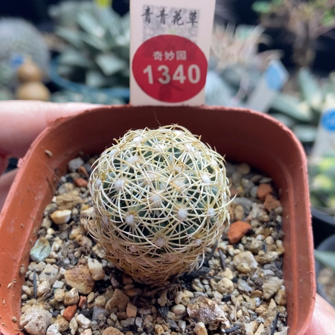 实生雪顶密刺顶花狮子奋迅