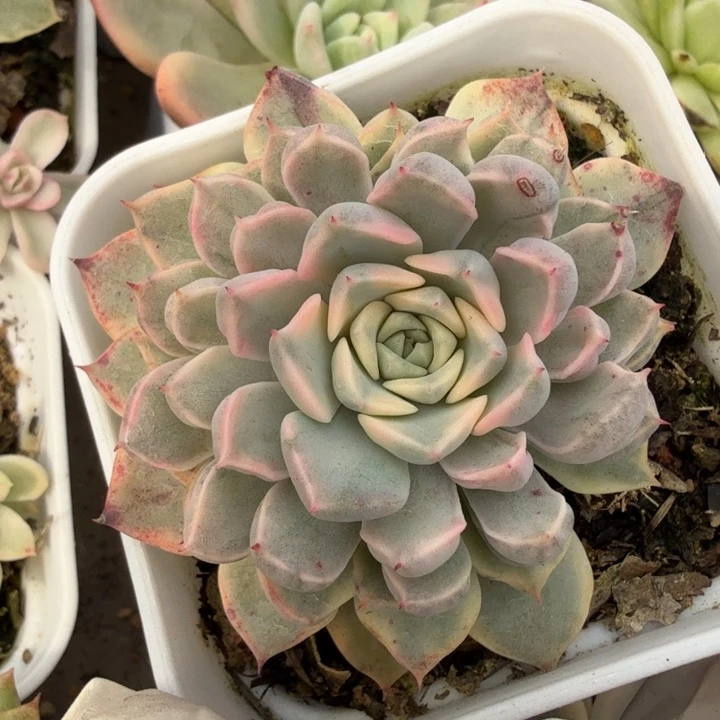 红袖锦多肉植物一物一拍