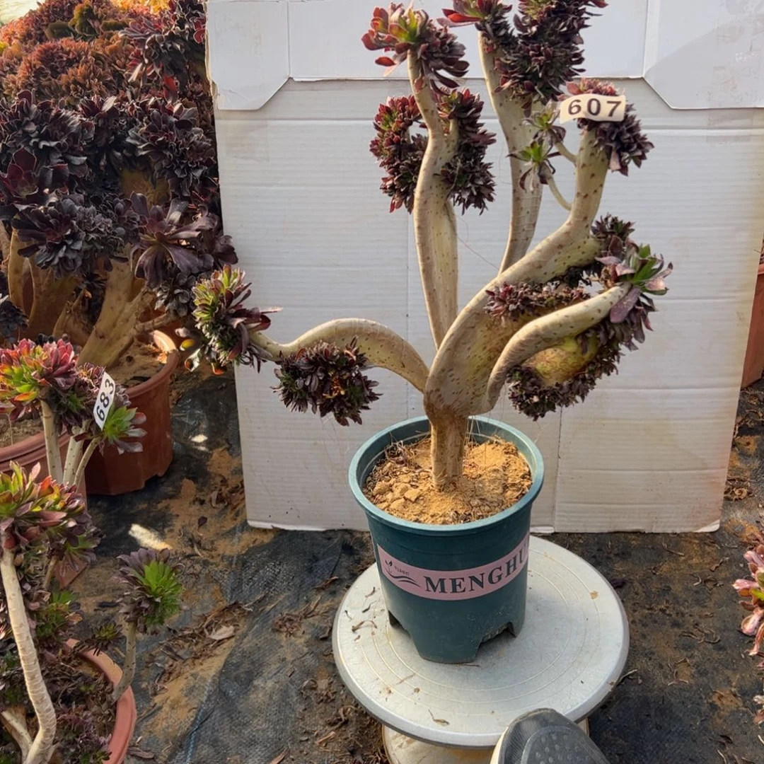 有伤黑缀607一颗啦