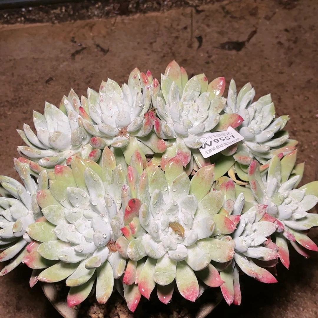 9551帕翠啥仙女杯多肉