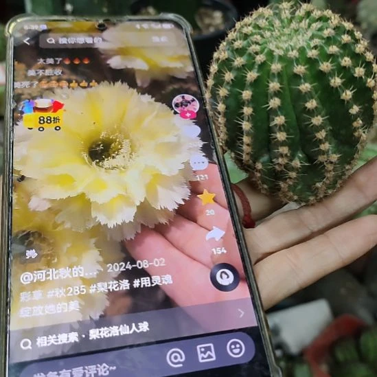 仙人球彩草梨花落侧芽5公分以上