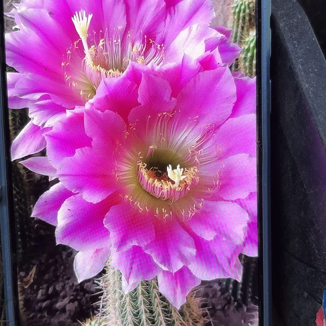 3-300无根侧牙高七八公分44