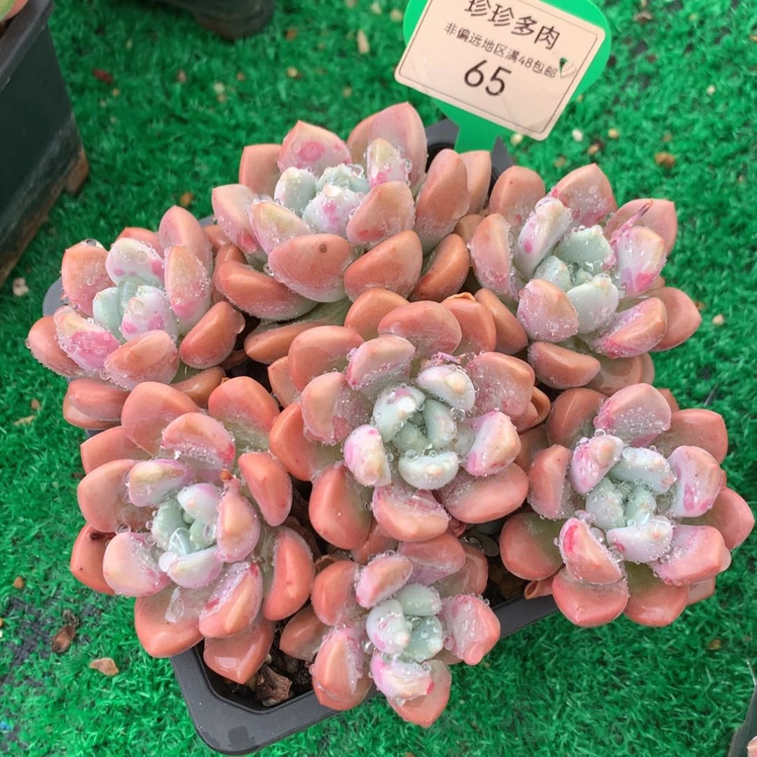 花斑露老桩平头65