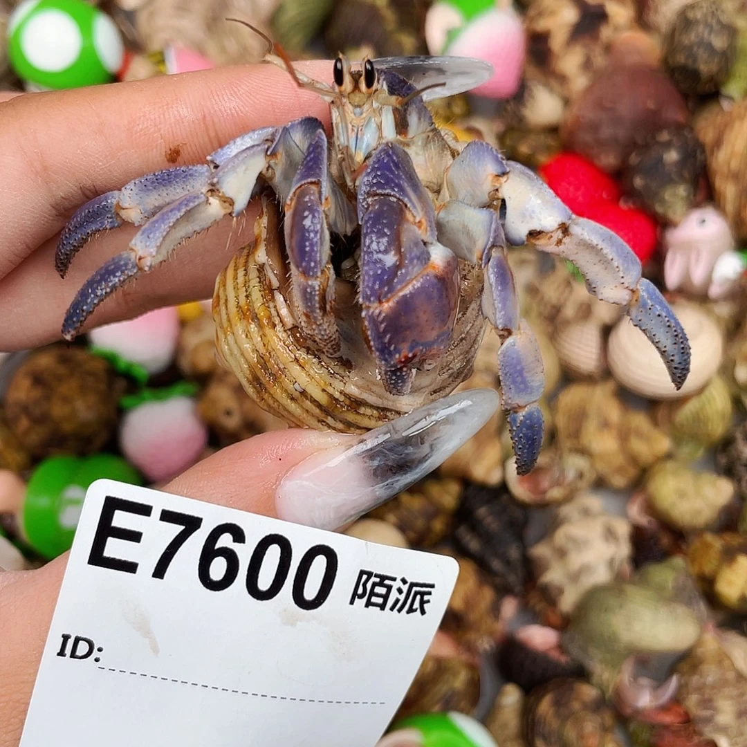 寄居蟹寄居蟹7600