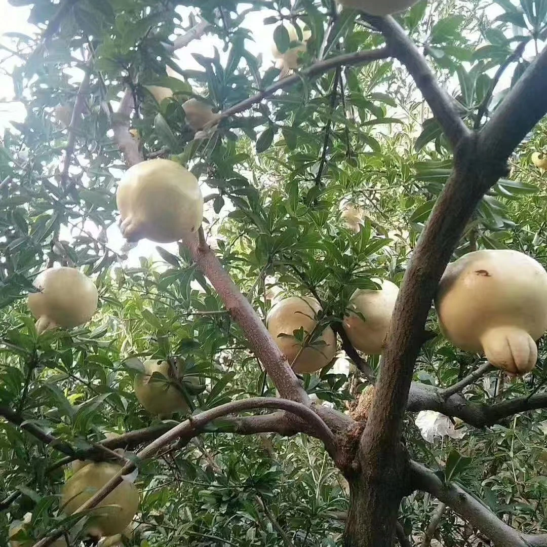 产地直发安徽蚌埠怀远白花玉籽石榴5两左右