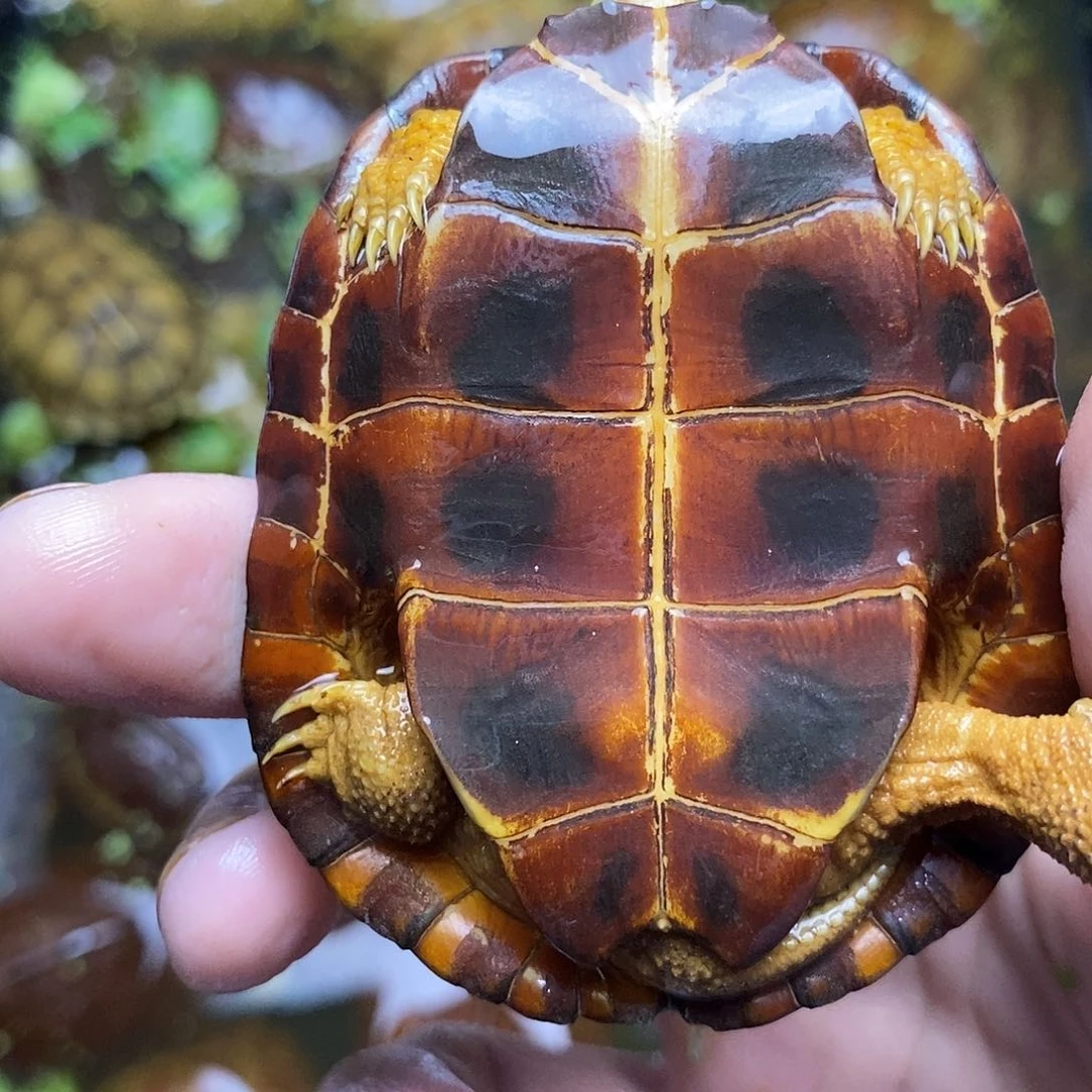 不分公母绿毛龟秒****）