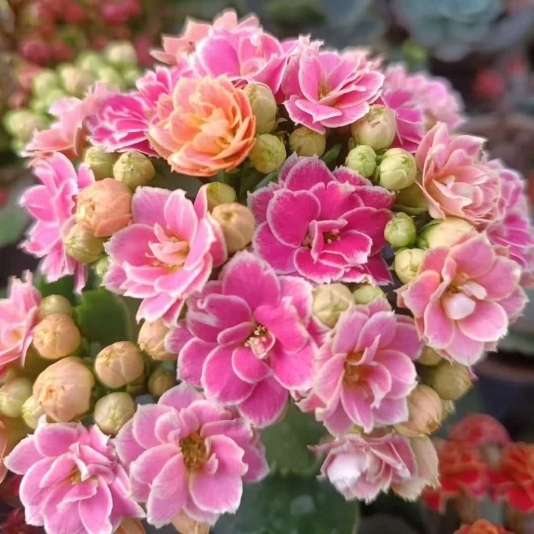 【彩蝶】粉色色长寿花带花苞重瓣大花颜色橙黄鲜艳盆栽四季开花室内