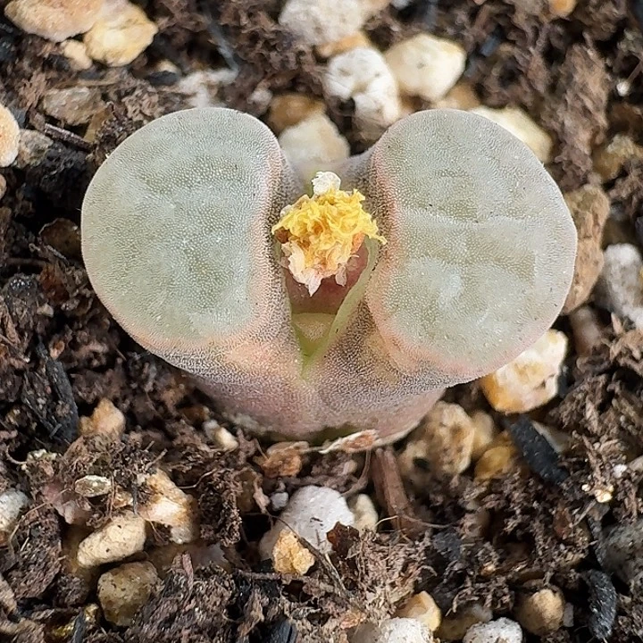 老马生石花磁铁1023