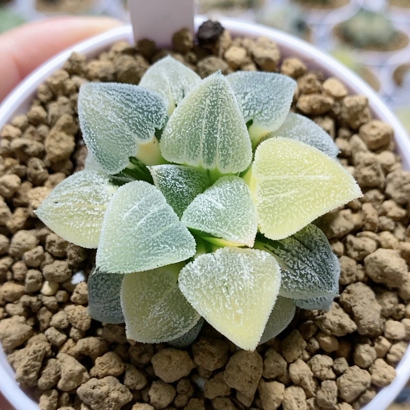 【闪购商品】77萩原磨面锦