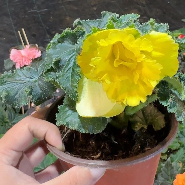 无花朵黄色 夫妻海棠花