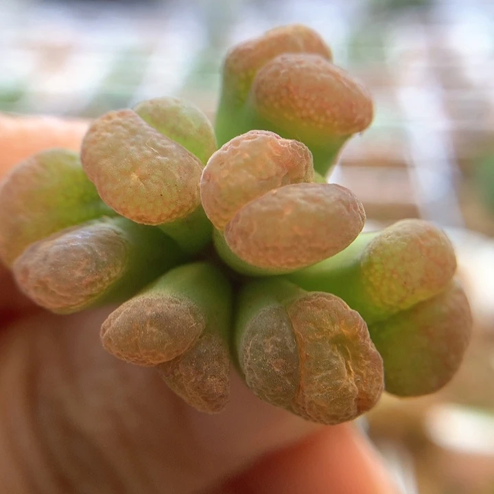 004特特特特 肉锥植物