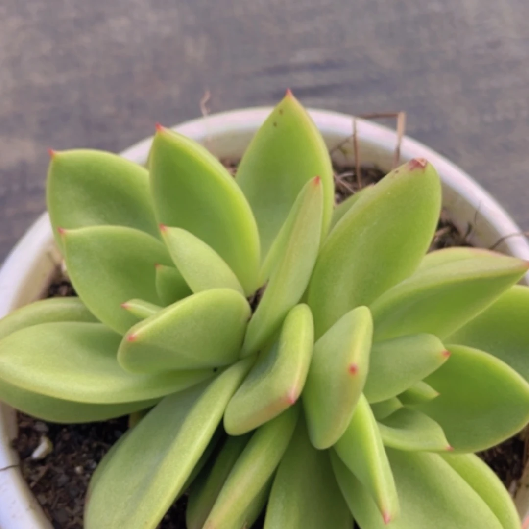 【闪购商品】翠花20276多肉