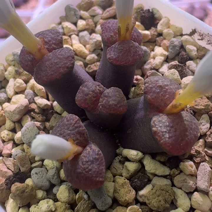55号5头全窗勋章一物一拍