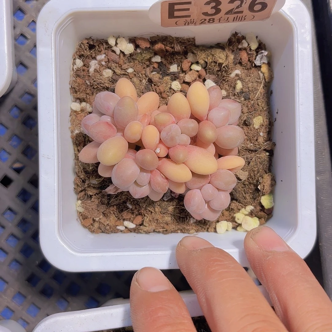 E326桃花奶群一物一拍