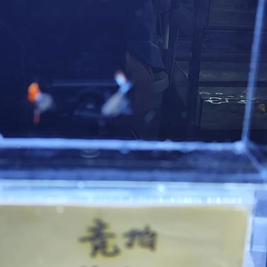 孔雀鱼3象耳缎带一对