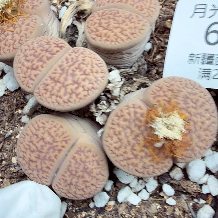 是因为他们没有勇气走上这个683哈哈