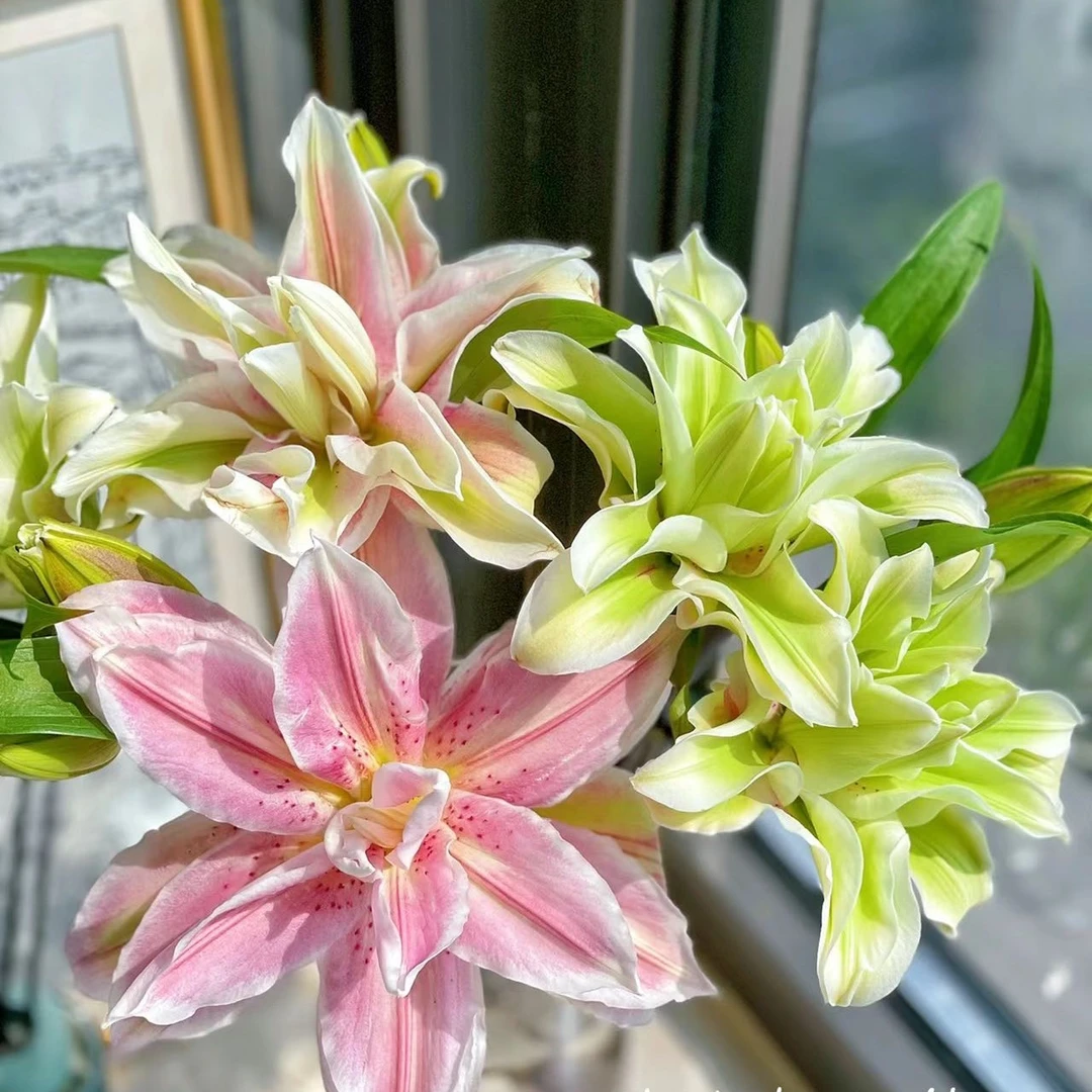 【萨拉】13/15进口香水百合花种球盆栽地栽花卉绿植物室内苗易活