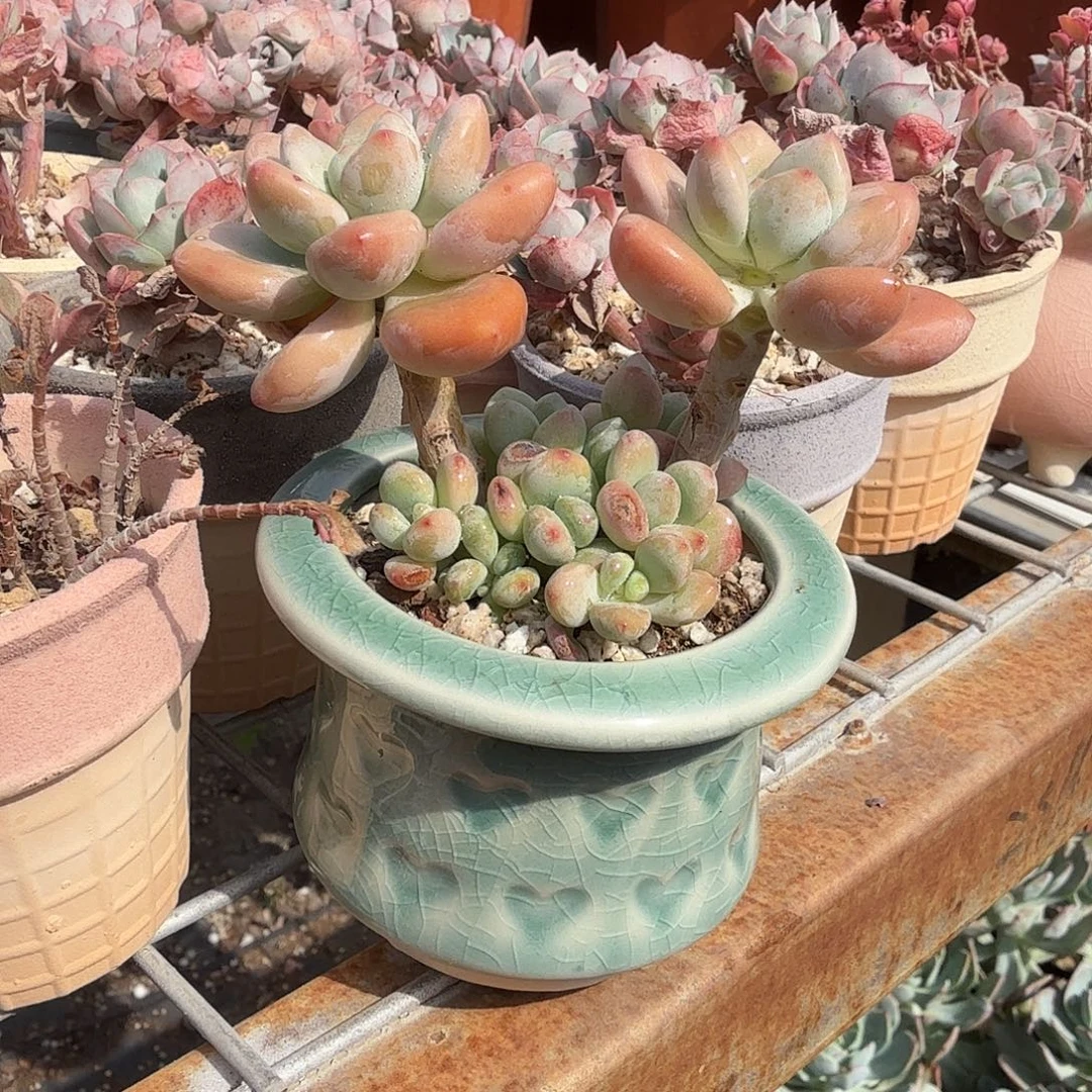 蘑菇花盆多肉植物精品