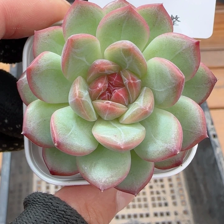 琴心琴心0604-123