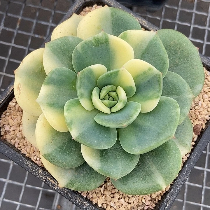 三纹鱼锦多肉植物