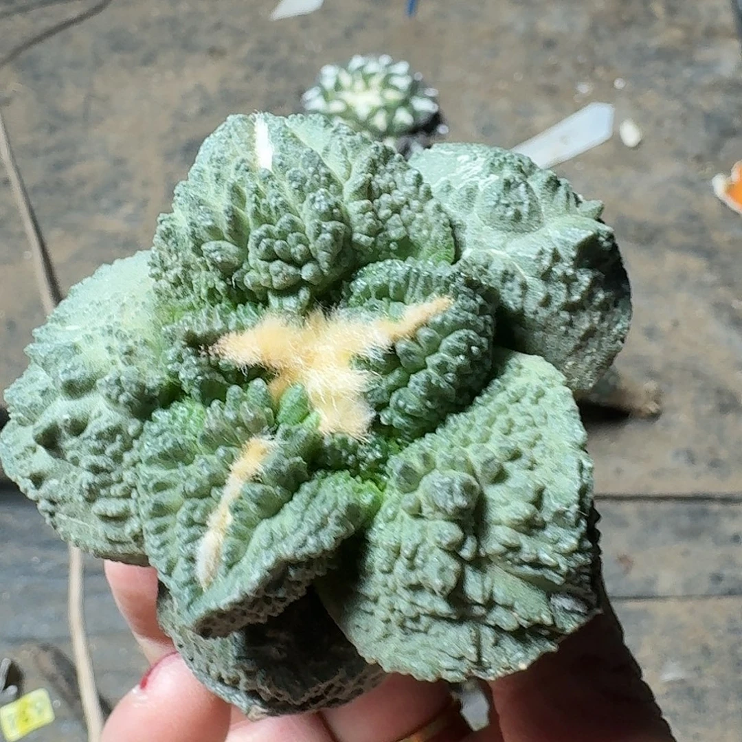 全部花朵大尤哥怒260