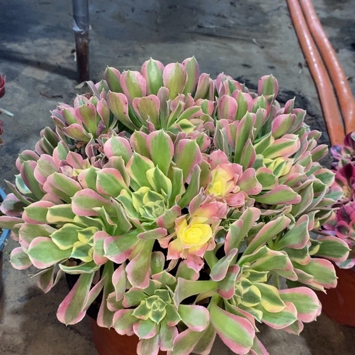 白凤多肉植物31。