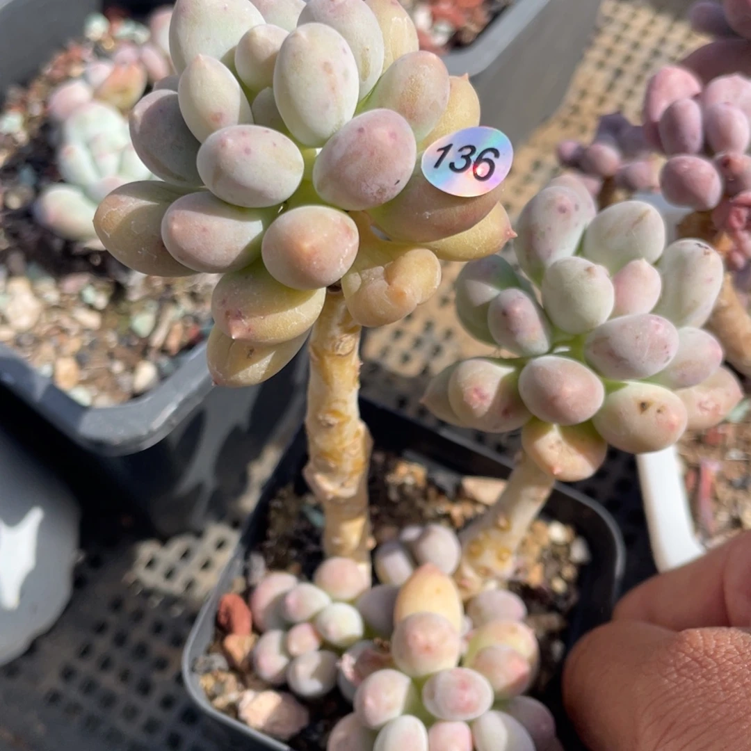 溜溜球奶酪多肉植物