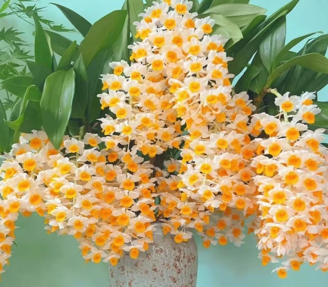 原生球化石斛（不退款，不售后）