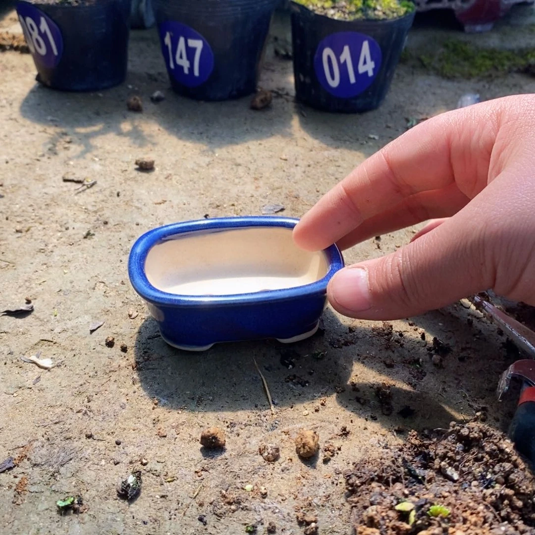 长寿梅盆景艺术中心的