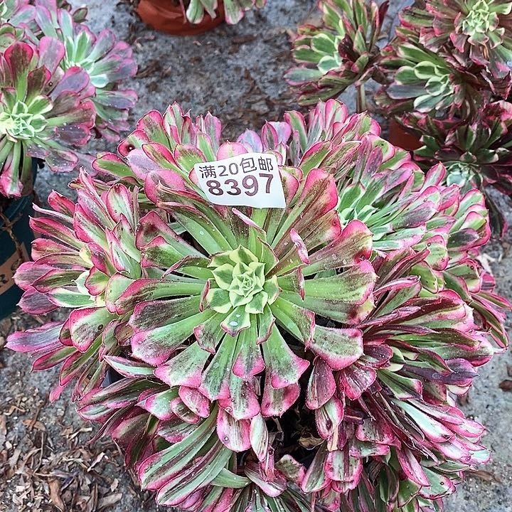 8397 一颗同花顺法师