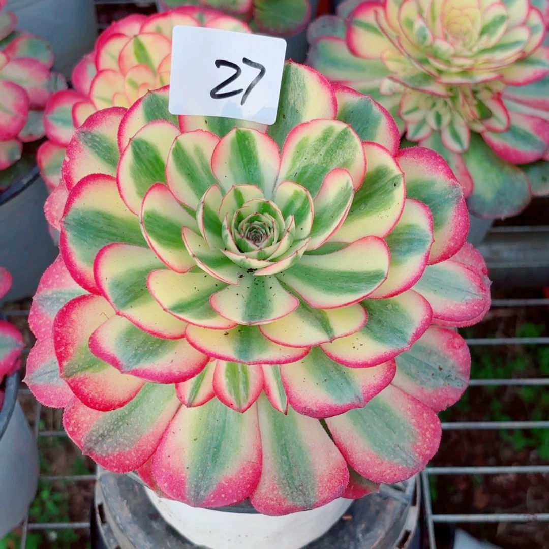 ꧁***꧂一物一拍多肉法师27