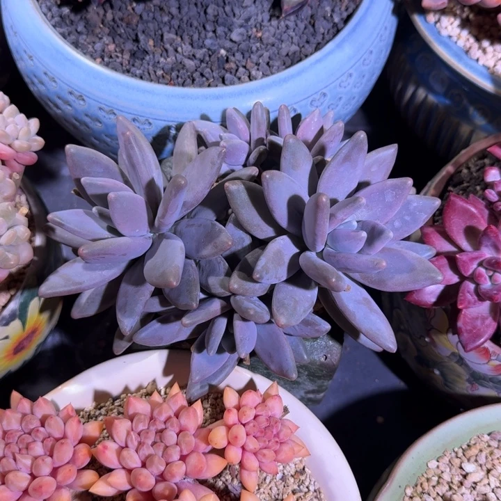 企鹅 5头 一物一拍