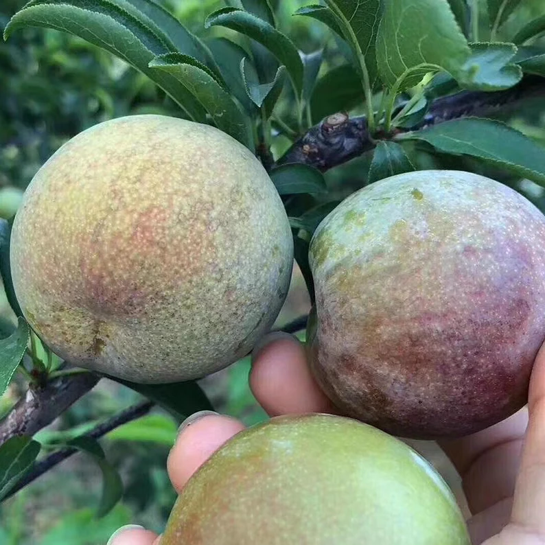 三 华李翁源三华李正宗三李村样品尝鲜 4 个装