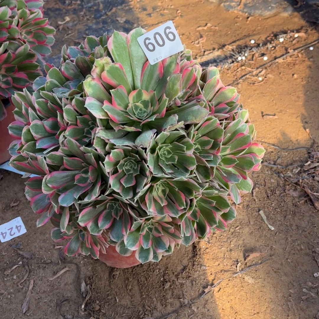 莉***莉妖月606不包断枝花