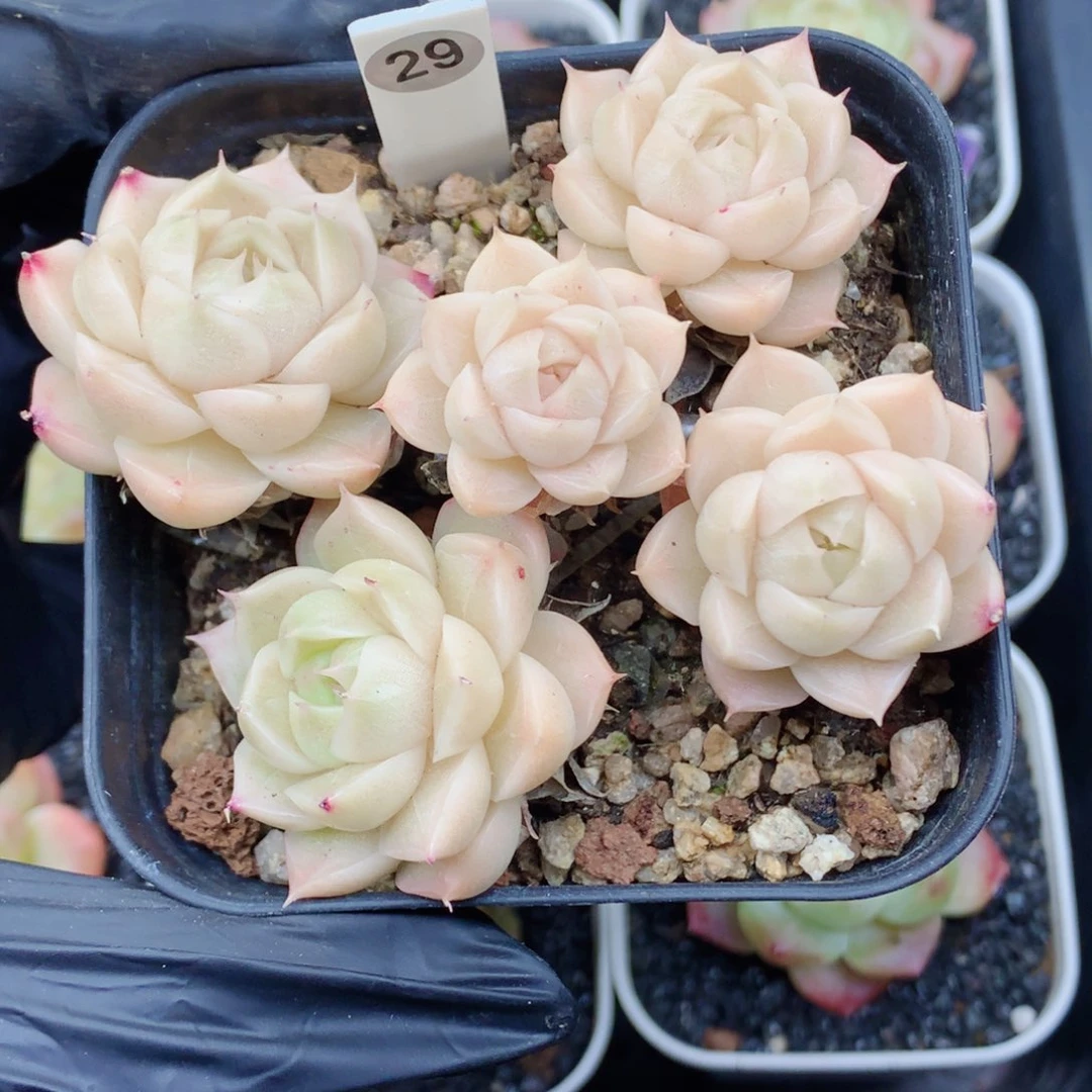 麦秆58包邮  群生不包整29