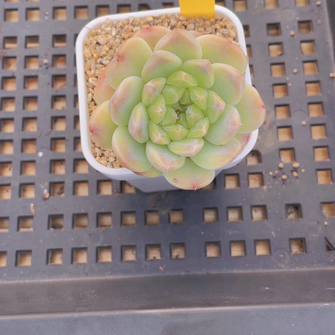 176号 精品樱花珍妮冰魄多头 带盆