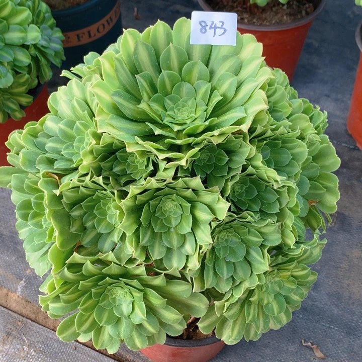 843翡翠琉璃精品法师多肉