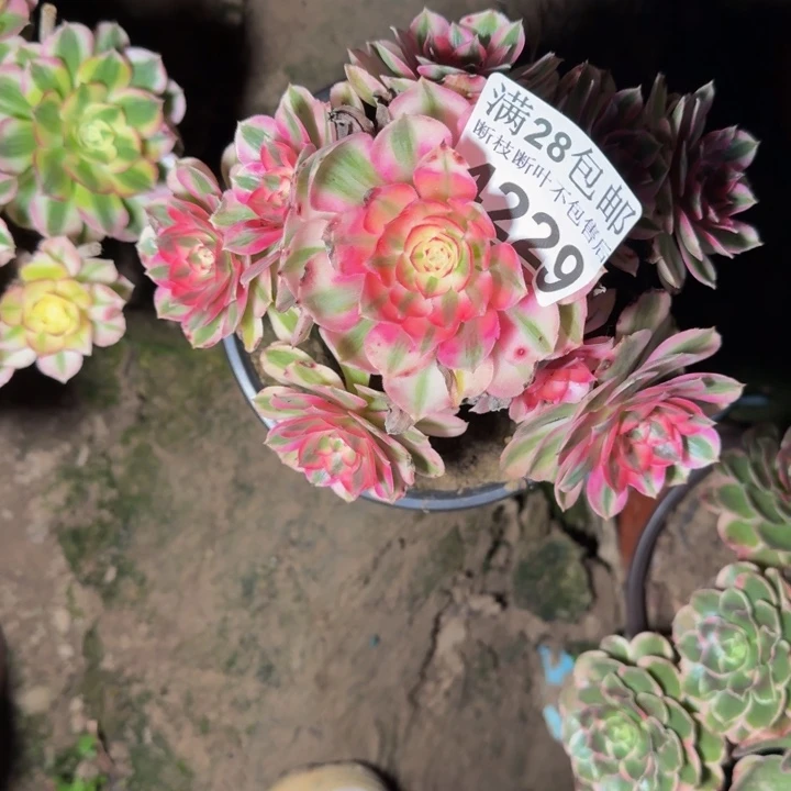 4229倾城多肉植物