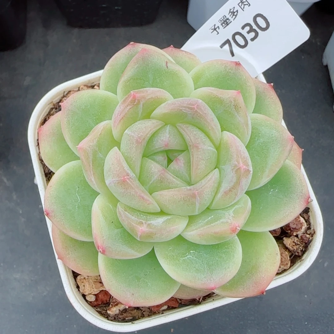 孤品，7030多肉植物