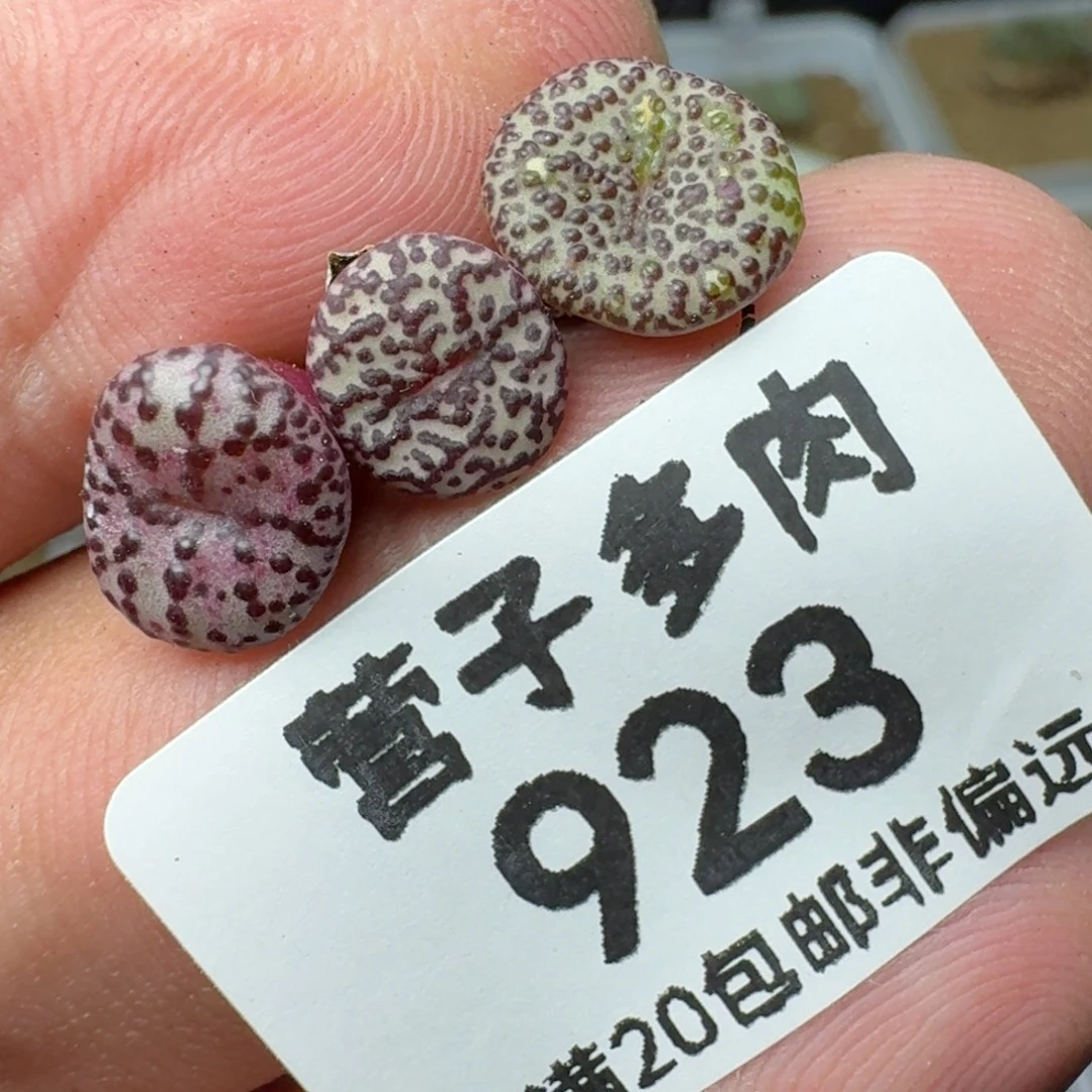 CR1306泡泡安贞