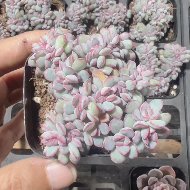 拉糖缀化多肉植物大战