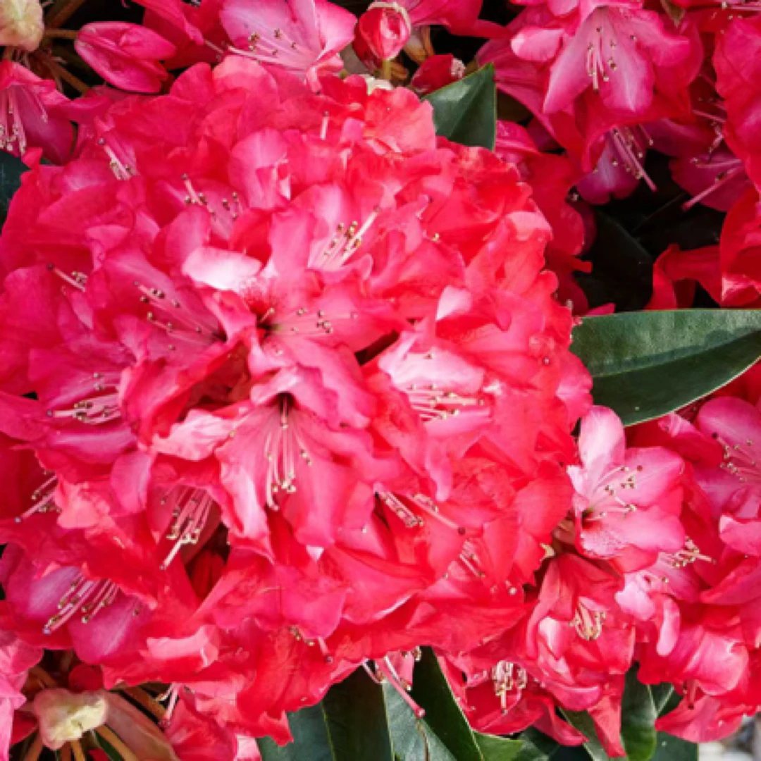 红龙欧洲进口高山杜鹃盆栽地栽