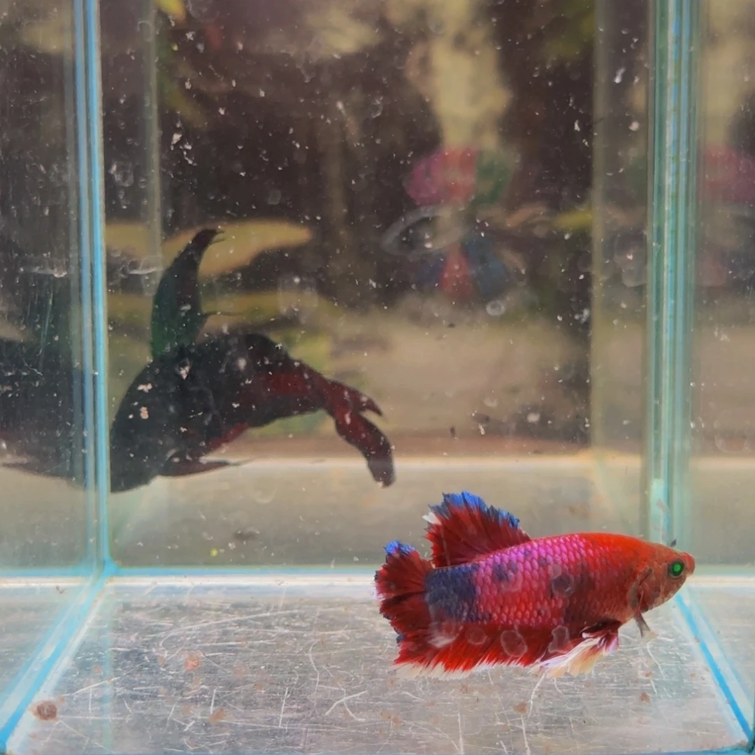 海水鱼在家一样开心呀