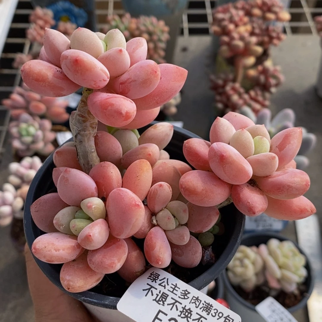 樱花洛神319/9c m