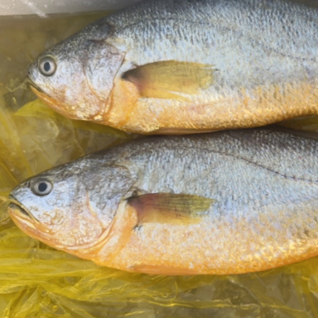 黄花鱼（大约1.5斤）